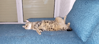 Tigrou