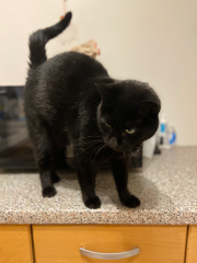 Bagheera
