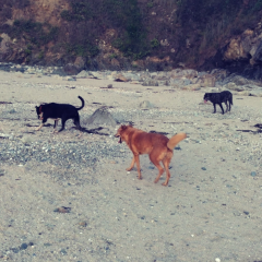 Chiens