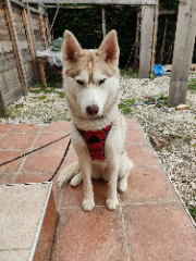 Taïga