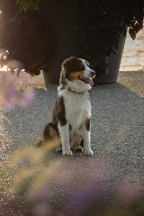 Loki