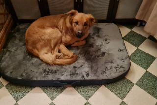 Simba