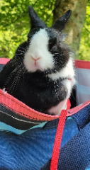 Yuki