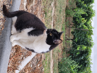 Mirou