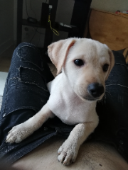 Gordo