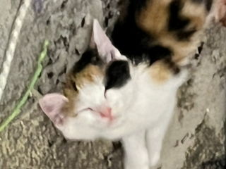Tsuki
