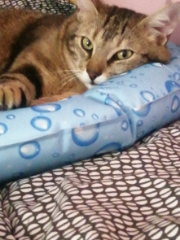 Doudou