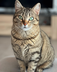 Câline