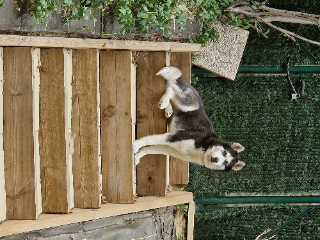 Naya