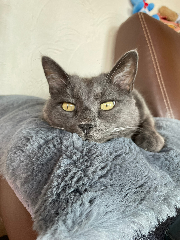 Titi
