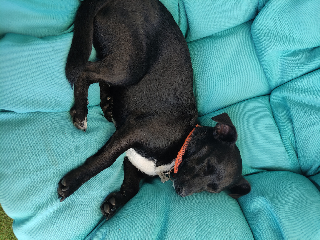Poochy