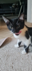 Sacha