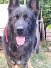 Otto