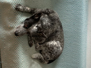 Pepper
