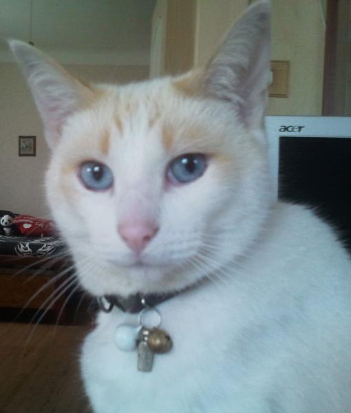 romeo