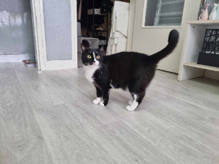 Isara