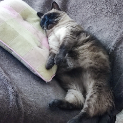 Pomponette