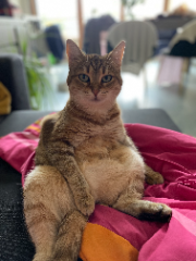 Zoé alias Choupette