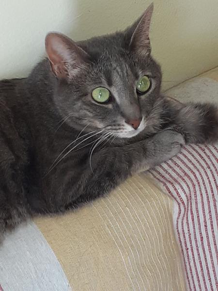 Isabella