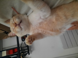 Jack