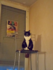 Xena