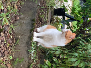 Minette