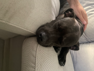 Nala