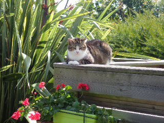 Minou