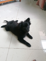 Nox