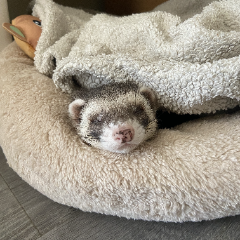 Splinter
