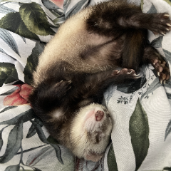 Nova