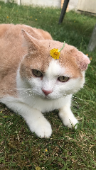 Noisette