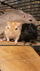Pablo, Pedro, Nacho