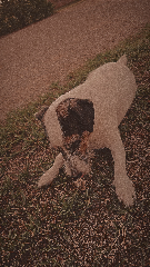 Idefix