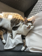 Minou
