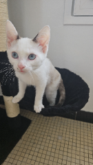 Yuki