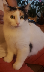 Choupette
