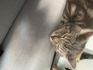 Fifi