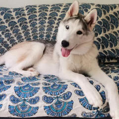 Shiro