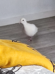 Emmanuel