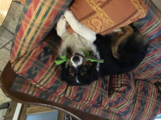 Simba
