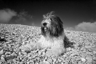 gaspard