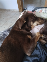 TAIA