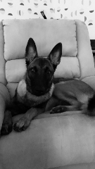 Xena