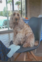 Poussie