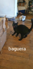 Baguera