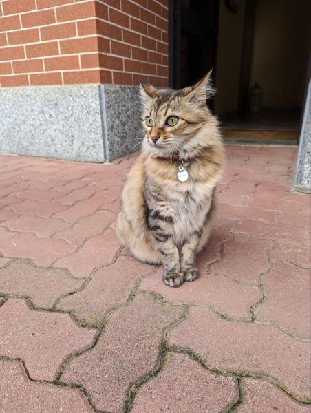Gatto 1