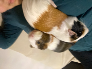 Oreo