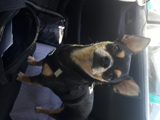 modjo