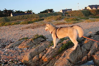 Romy